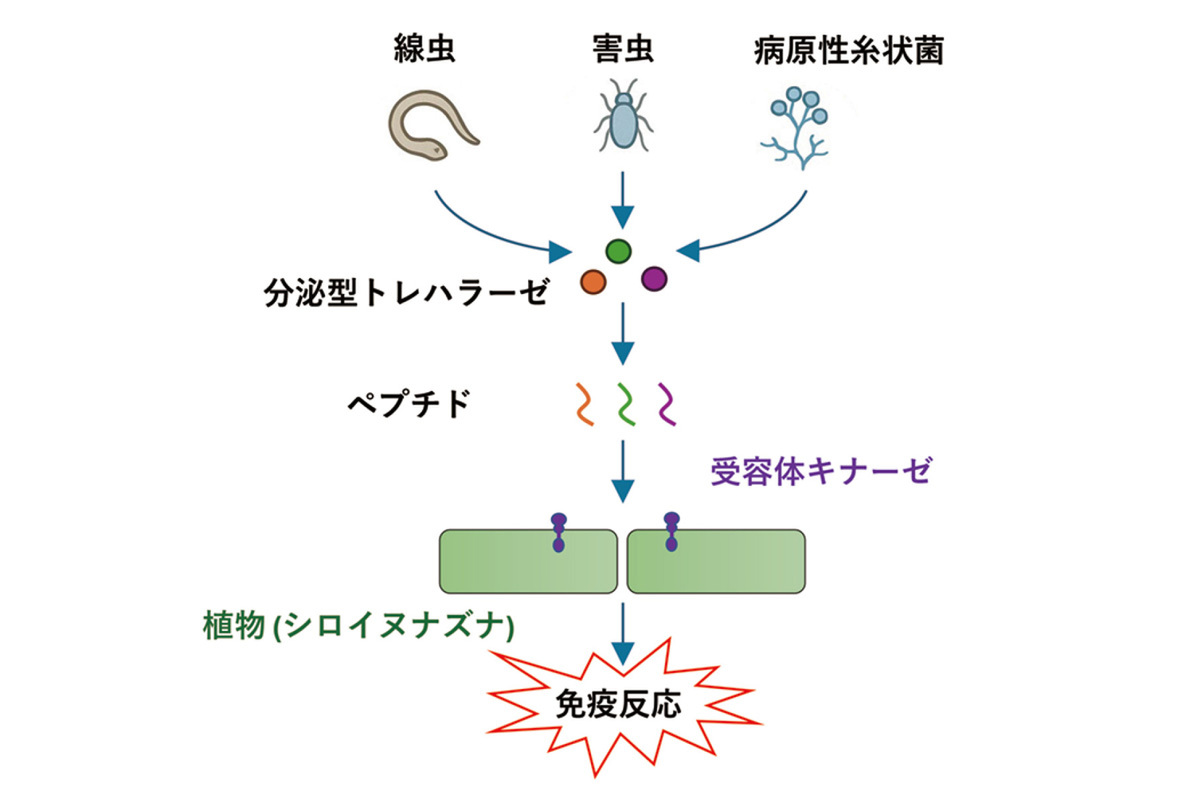 ASCII.jp：農業被害をもたらす線虫を植物が認識する仕組みを解明