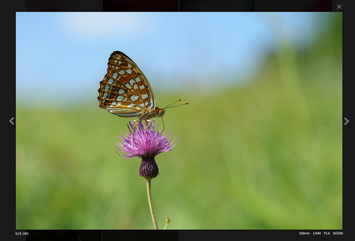 「FE 100mm F2.8 Macro GM OSS」