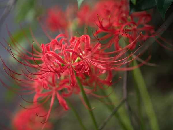 「X2DII100C」実写レビュー