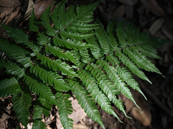 「X2DII100C」実写レビュー