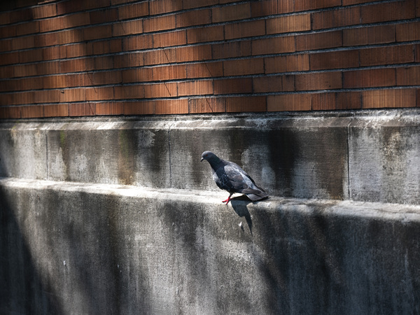 「X2DII100C」実写レビュー