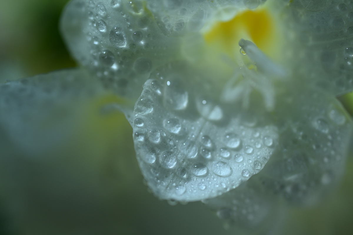 ニコンがAPS-Cサイズのミラーレスカメラ用Zマウントレンズを発表