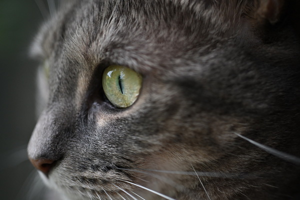 ニコンがAPS-Cサイズのミラーレスカメラ用Zマウントレンズを発表