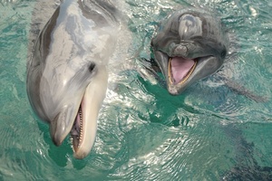 元気にすくすく成長中♡ この夏1歳を迎えたバンドウイルカのこどもたち！