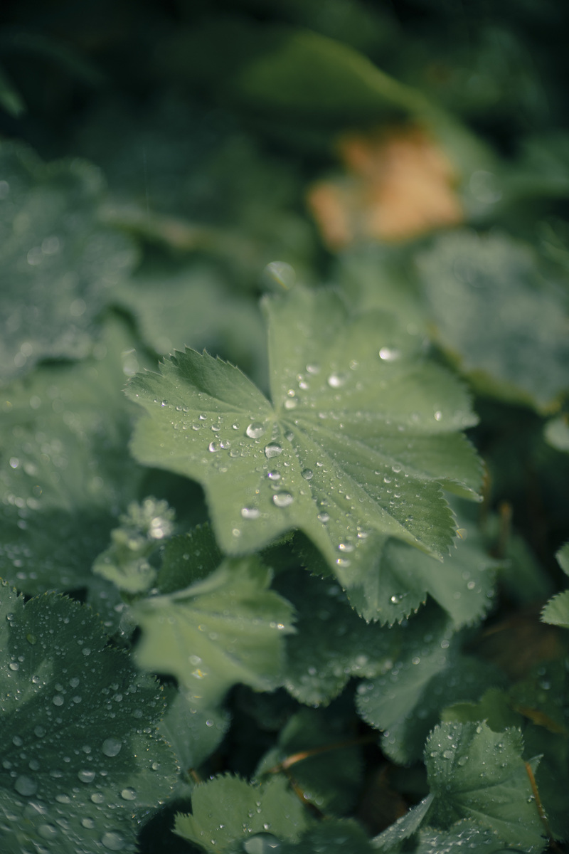 「EOS R6 Mark III」発表