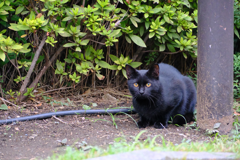 ねこくろ 富士フイルムの「X-T30 III」はキジトラだけじゃない！ フィルターで