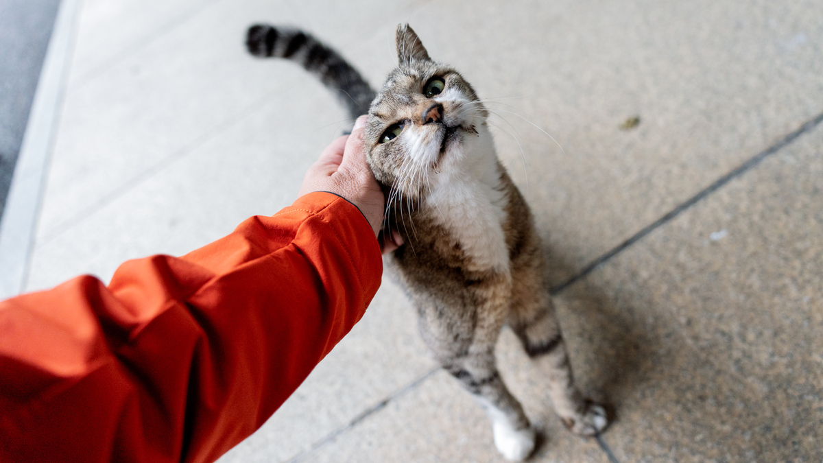 ASCII.jp：タムロンの新レンズが猫散歩の相棒に！ 広角から望遠まで