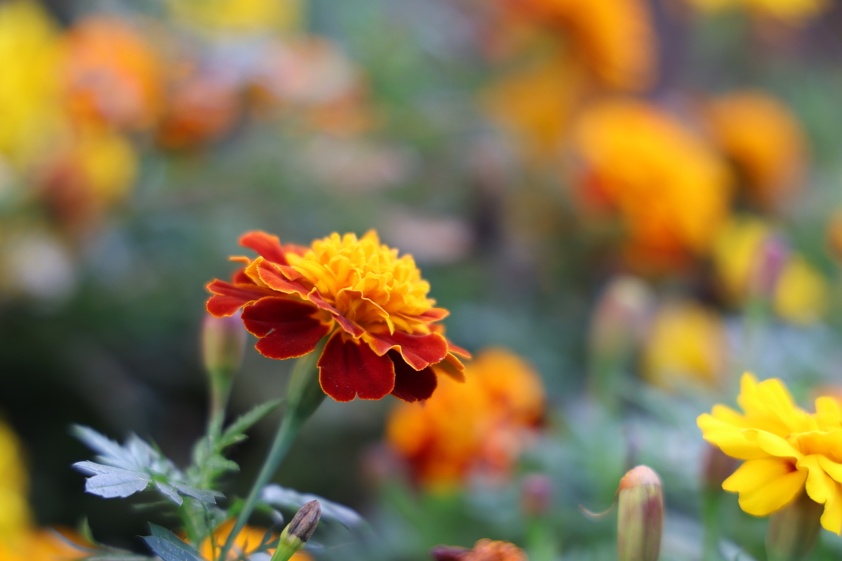 「EOS R6 Mark III」実写レビュー