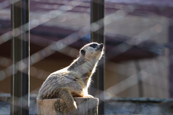 「EOS R6 Mark III」実写レビュー