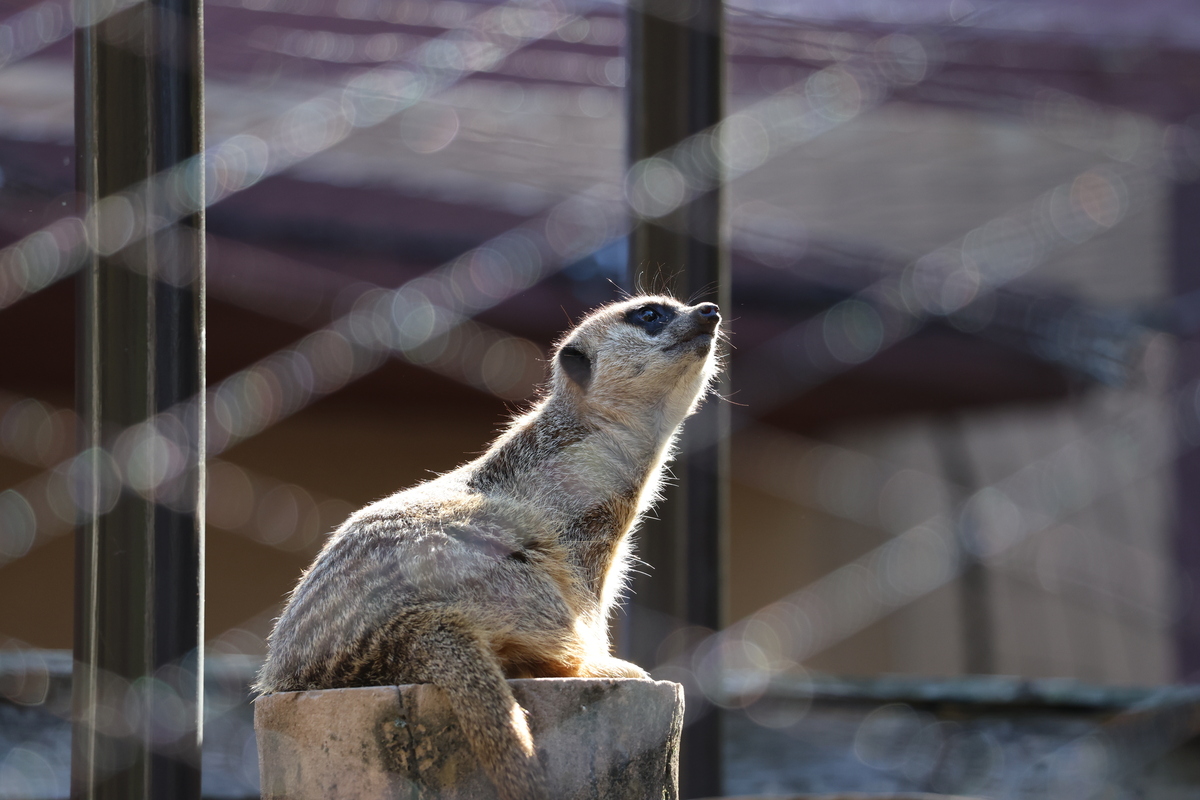 「EOS R6 Mark III」実写レビュー