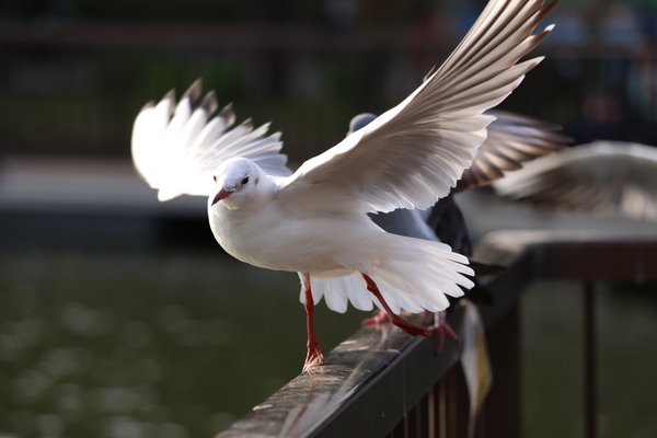 「EOS R6 Mark III」実写レビュー