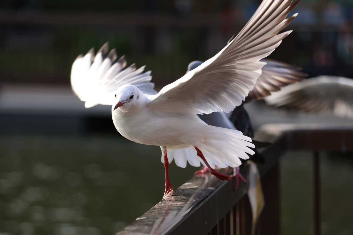 「EOS R6 Mark III」実写レビュー