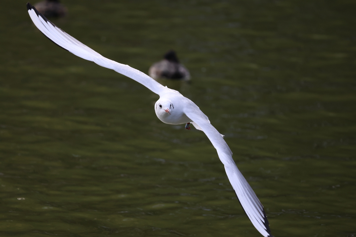 「EOS R6 Mark III」実写レビュー