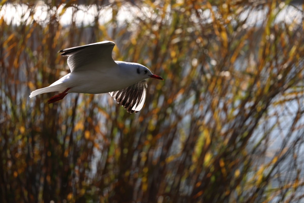 「EOS R6 Mark III」実写レビュー