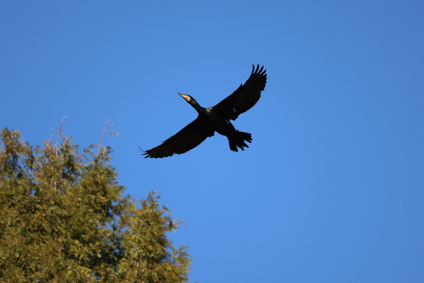 「EOS R6 Mark III」実写レビュー