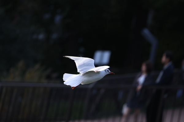 「EOS R6 Mark III」実写レビュー