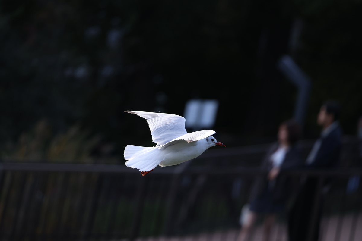 「EOS R6 Mark III」実写レビュー