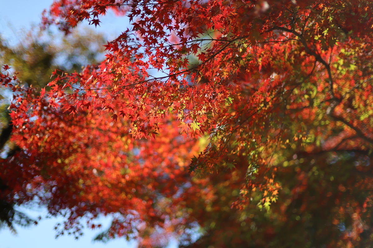 「EOS R6 Mark III」実写レビュー