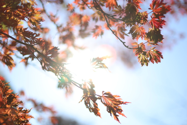 「EOS R6 Mark III」実写レビュー