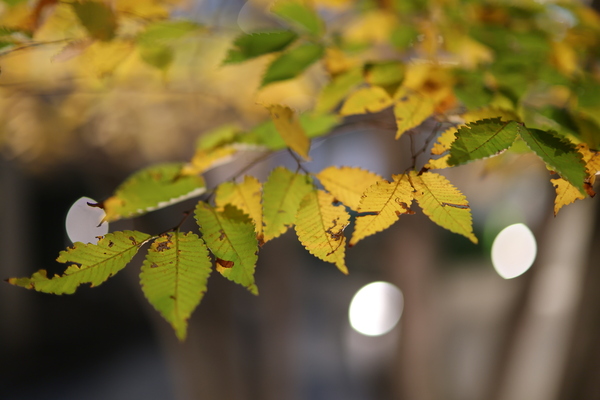 「EOS R6 Mark III」実写レビュー