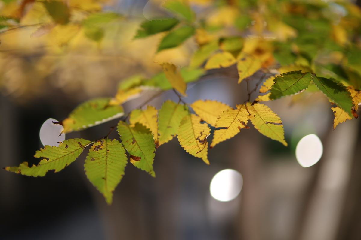 「EOS R6 Mark III」実写レビュー