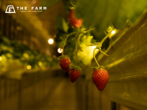 こんな幻想的ないちご狩り初めて！「THE FARM 星空いちご園」で冬の夜だけの特別体験【東関東自動車道 大栄ICから約10km】