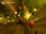 こんな幻想的ないちご狩り初めて！「THE FARM 星空いちご園」で冬の夜だけの特別体験【東関東自動車道 大栄ICから約10km】