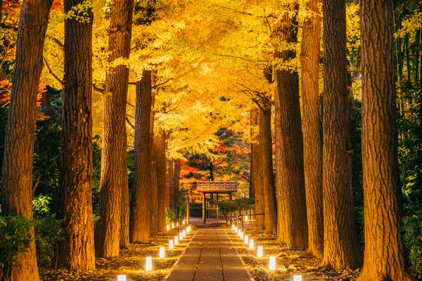 水鏡に映る紅葉が息をのむほど絶景…！「大田黒公園 紅葉ライトアップ2025」が幻想的すぎる