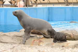 8月生まれのオタリアの赤ちゃん愛称決定！