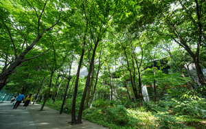 「昼休み過ごすのに、ホントいい」都会の高層ビルの足元に広がる3,600㎡の森「大手町の森」がグリーンインフラ大賞受賞