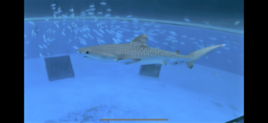 実はかわいい希少なイタチザメ成長中！ 1月からはシーパラ サメ博2026も開催！