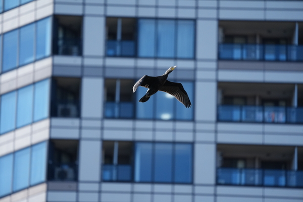 ソニー「α7Ⅴ」実写レビュー