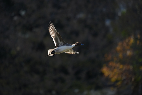 ソニー「α7Ⅴ」実写レビュー