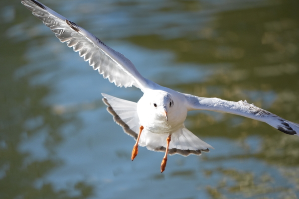 ソニー「α7Ⅴ」実写レビュー