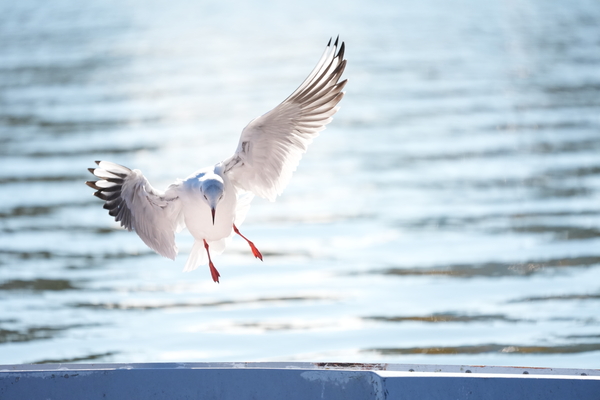 ソニー「α7Ⅴ」実写レビュー