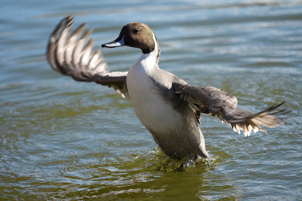 ソニー「α7Ⅴ」実写レビュー