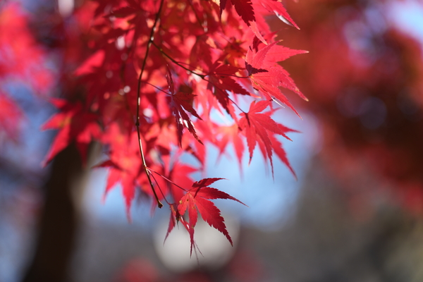 ソニー「α7Ⅴ」実写レビュー