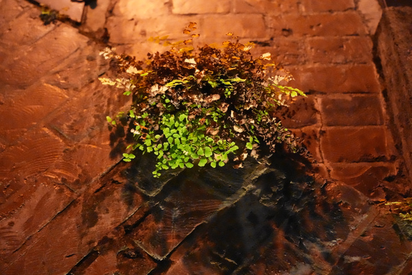 ソニー「α7Ⅴ」実写レビュー