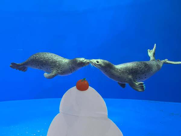 アザラシ博士 ゴマフアザラシの健康管理って何やってるんだろう？上越市立水族博物館