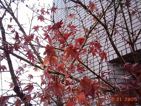 キーチェーンデジタルカメラ