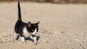 私物カメラで振り返る2025年。レンズ越しに出会った“あの猫たち”