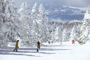絶景の雲海と温泉ザル、スノーアクティビティを満喫