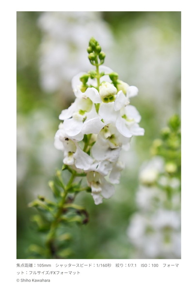 「NIKKOR Z 24-105mm f/4-7.1」発表