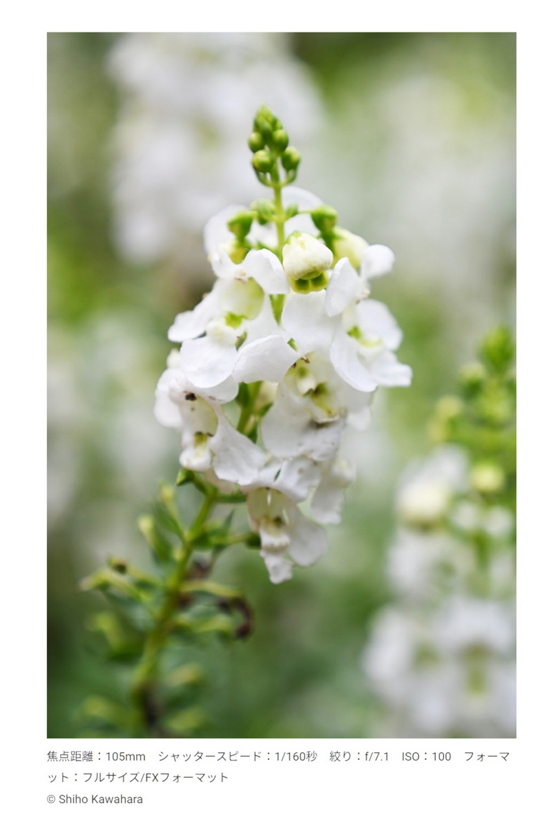 「NIKKOR Z 24-105mm f/4-7.1」発表