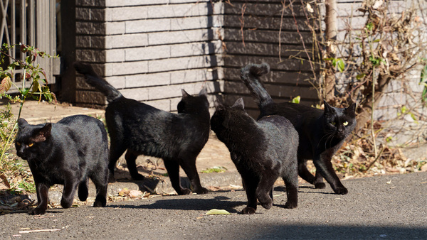 ルーツを探る旅！ ソニー「α7C II」を手に我が家の兄妹猫が生まれた