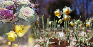 寒さを包む花。新宿中央公園に早春の花々が咲き始めました！