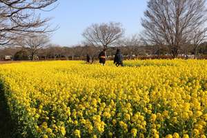 視界一面黄金色！海の中道海浜公園で15万本の菜の花が開花中♪
