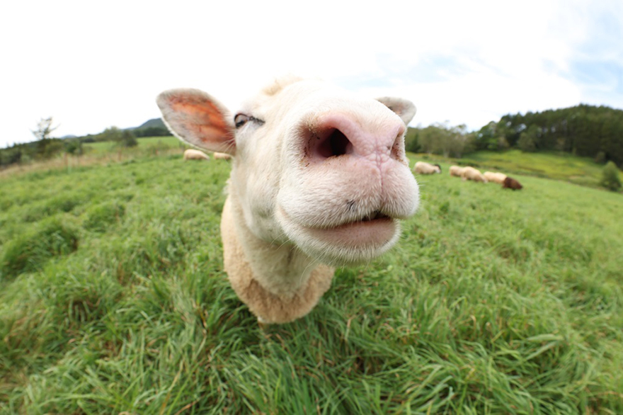 キヤノンが新しい超広角レンズ発表