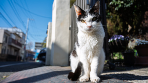 シネマカメラで撮る、冬の日向猫──Nikon ZRと住宅街の午後