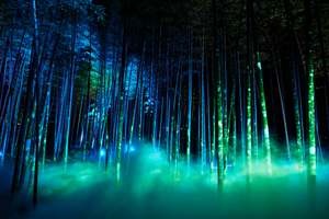 偕楽園の「陰と陽」をライトアップで表現したら幻想的すぎる風景になった【常磐自動車道 水戸ICから約7km】